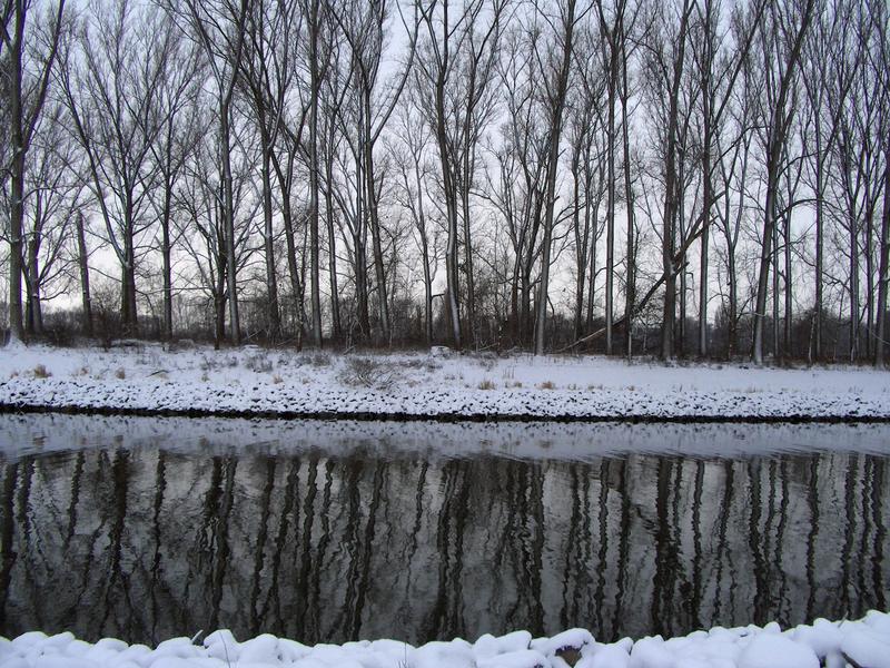 Winter am Rhein