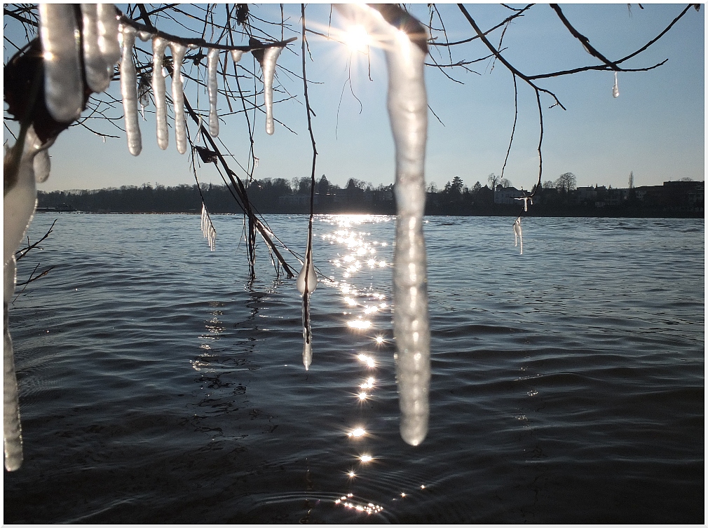 Winter am Rhein