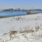 Winter am Rhein bei Leverkusen