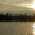 Winter am Rhein