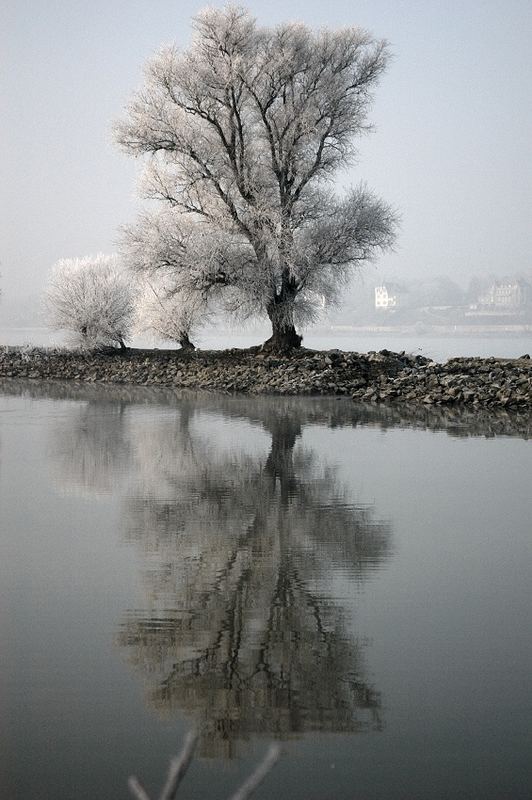 Winter am Rhein