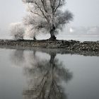 Winter am Rhein