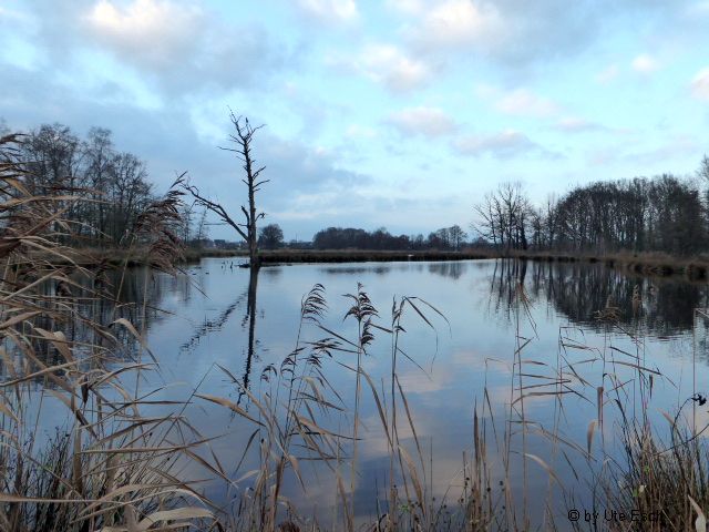 Winter am Rohrdommelprojekt