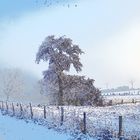 Winter am Rotbach bei Niederberg (Erftstadt)