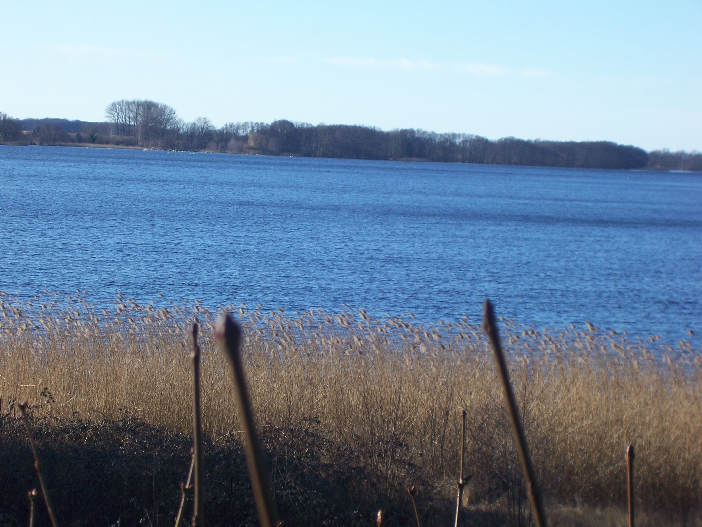 Winter am Ruppiner See