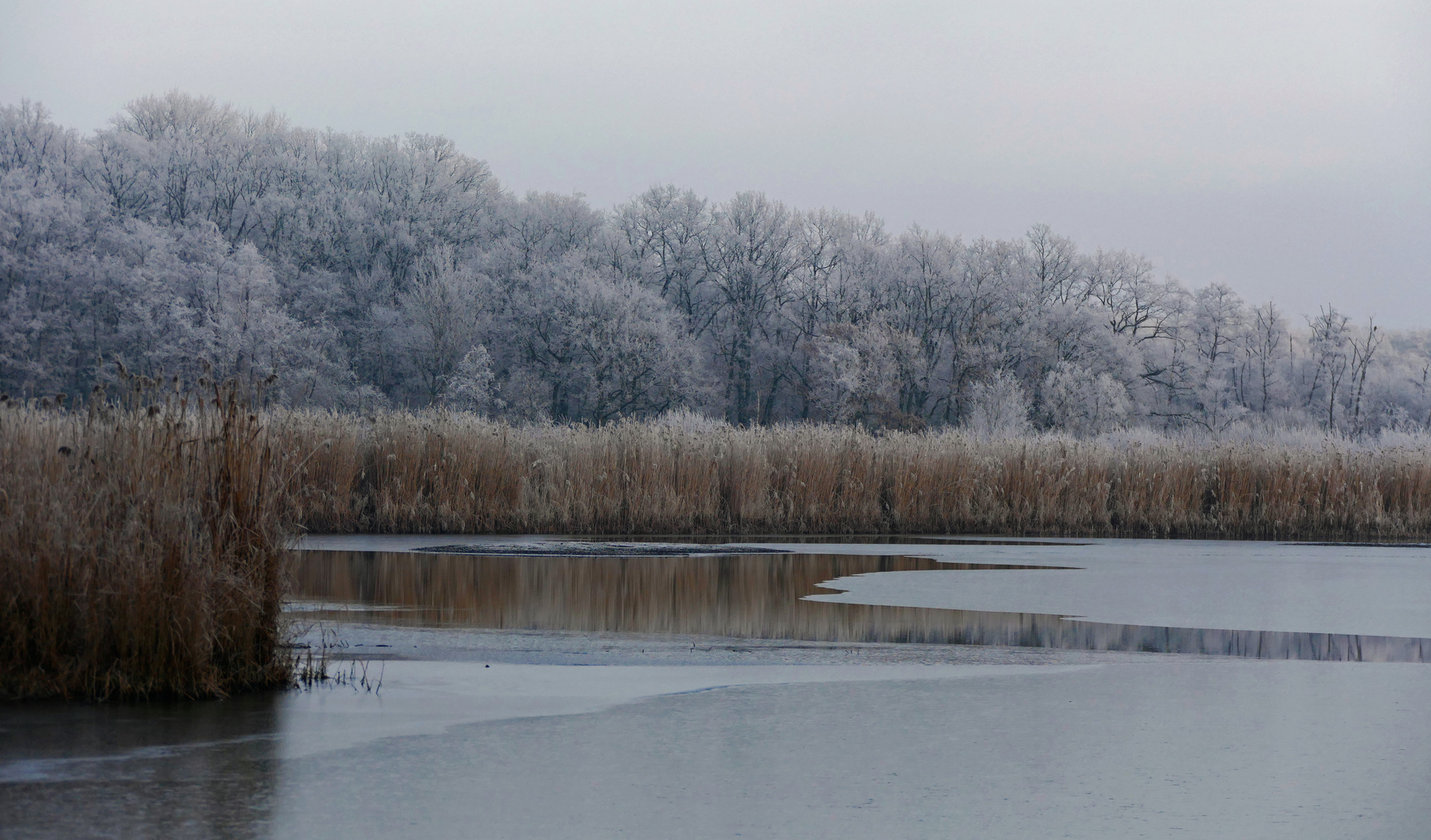 Winter am Schapenbruchteich