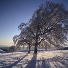 Winter am Schauinsland