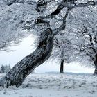 Winter am Schauinsland