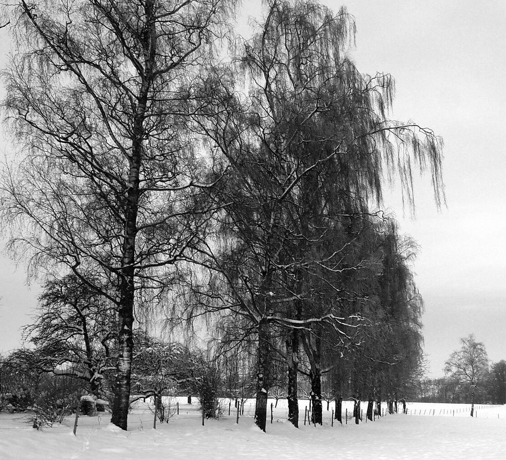 Winter am Schönenbuch