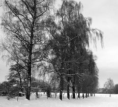 Winter am Schönenbuch