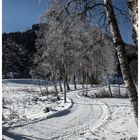 Winter am Schwarzsee IV