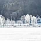 Winter am Schwarzsee VII