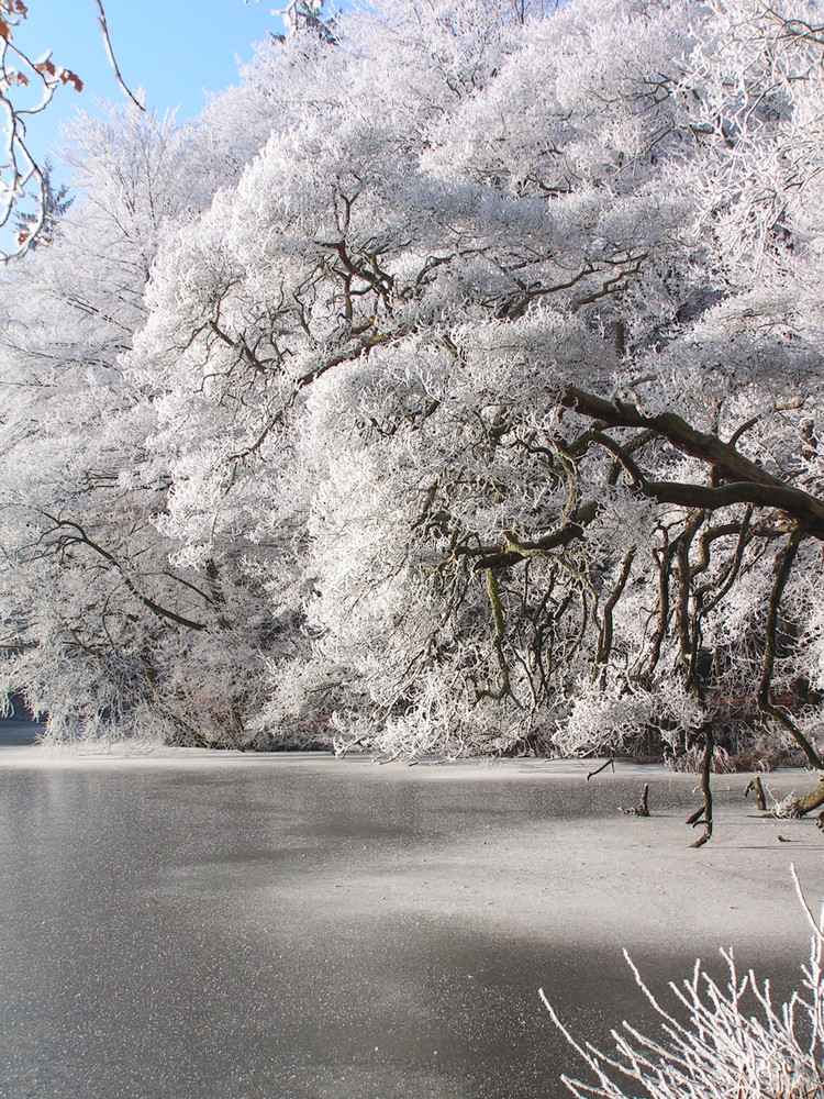 Winter am See