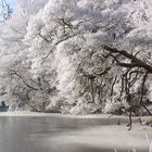 Winter am See