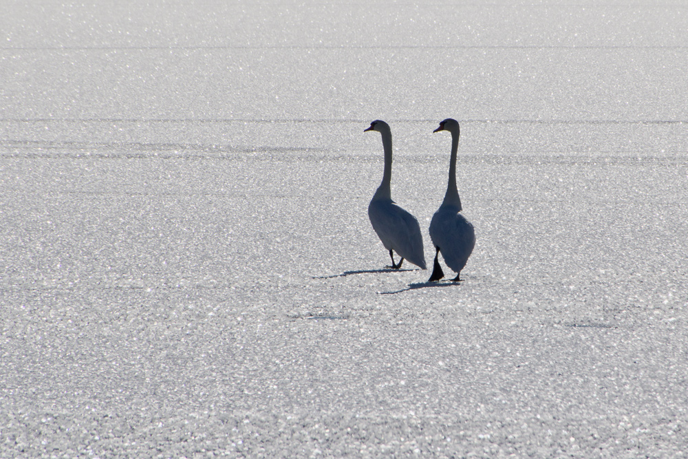 Winter am See 2