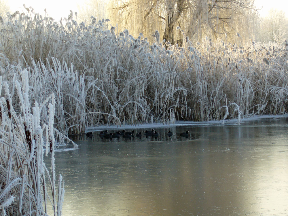 Winter am See 2