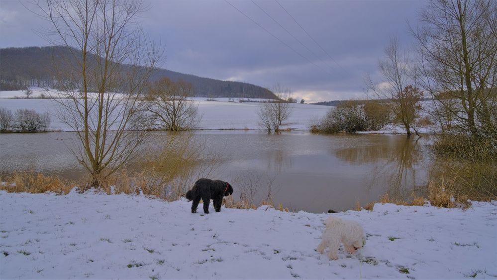 Winter am See, 28.2.20 (invierno en el lago, 28.2.20)