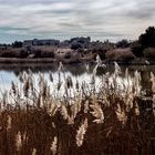 Winter am See