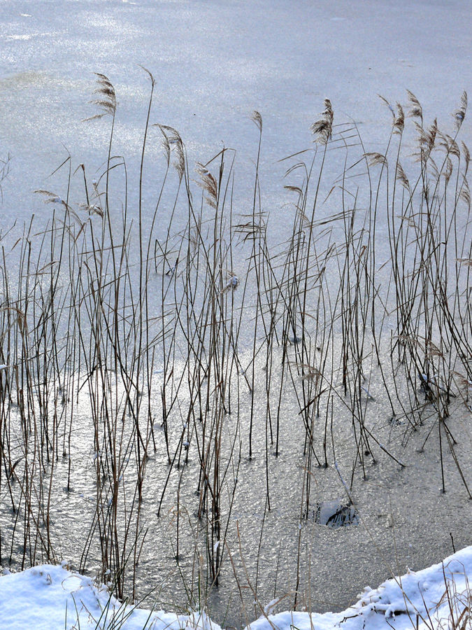 Winter am See