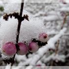 Winter am See ... 