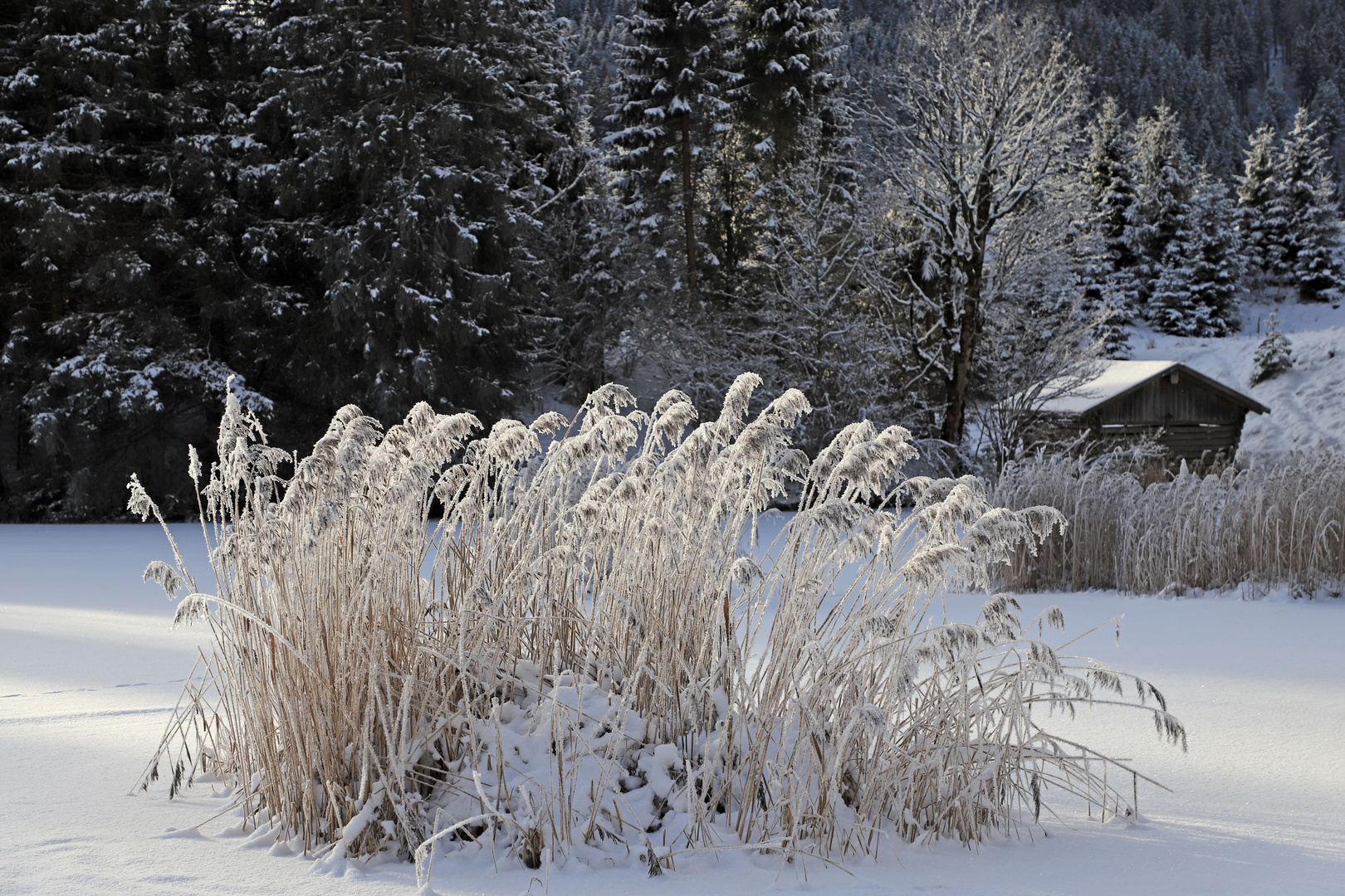 Winter am See