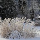 Winter am See