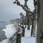 Winter am See