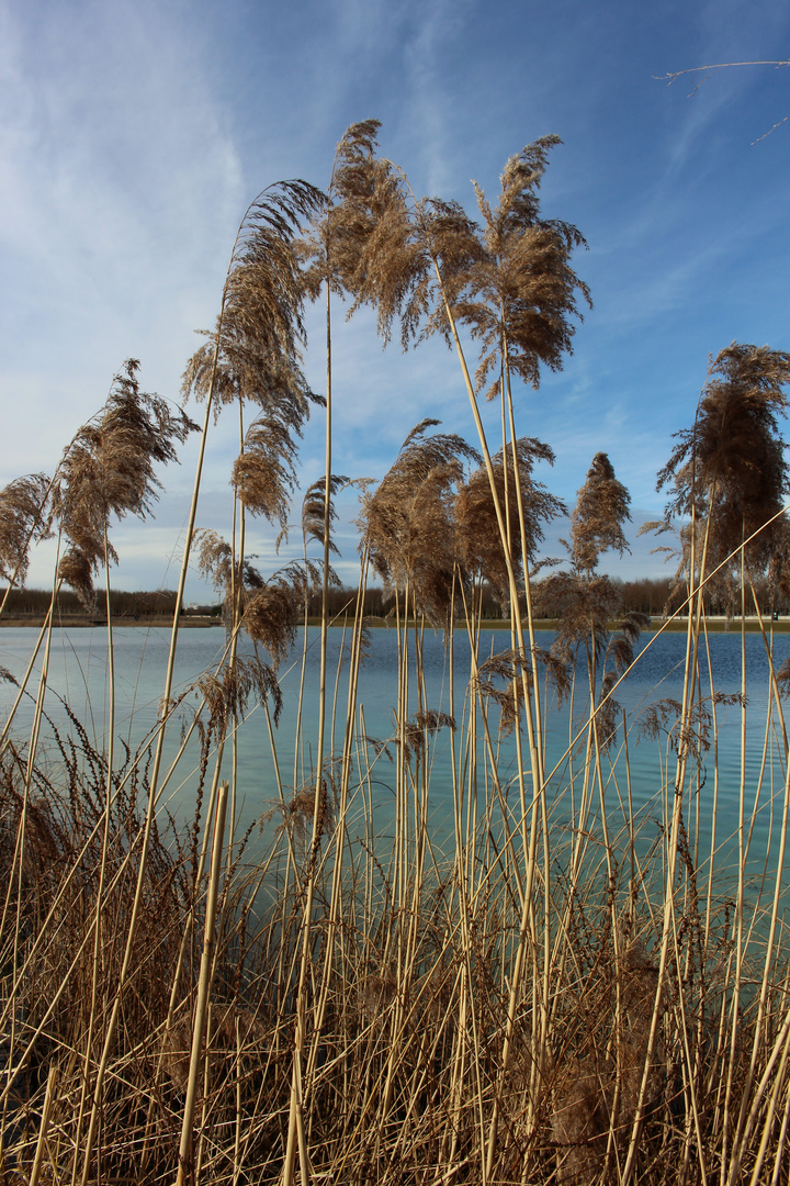 Winter am See II