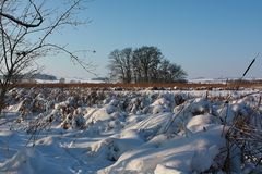 Winter am Seeufer in Hainspitz mit 5-Eichen-Insel