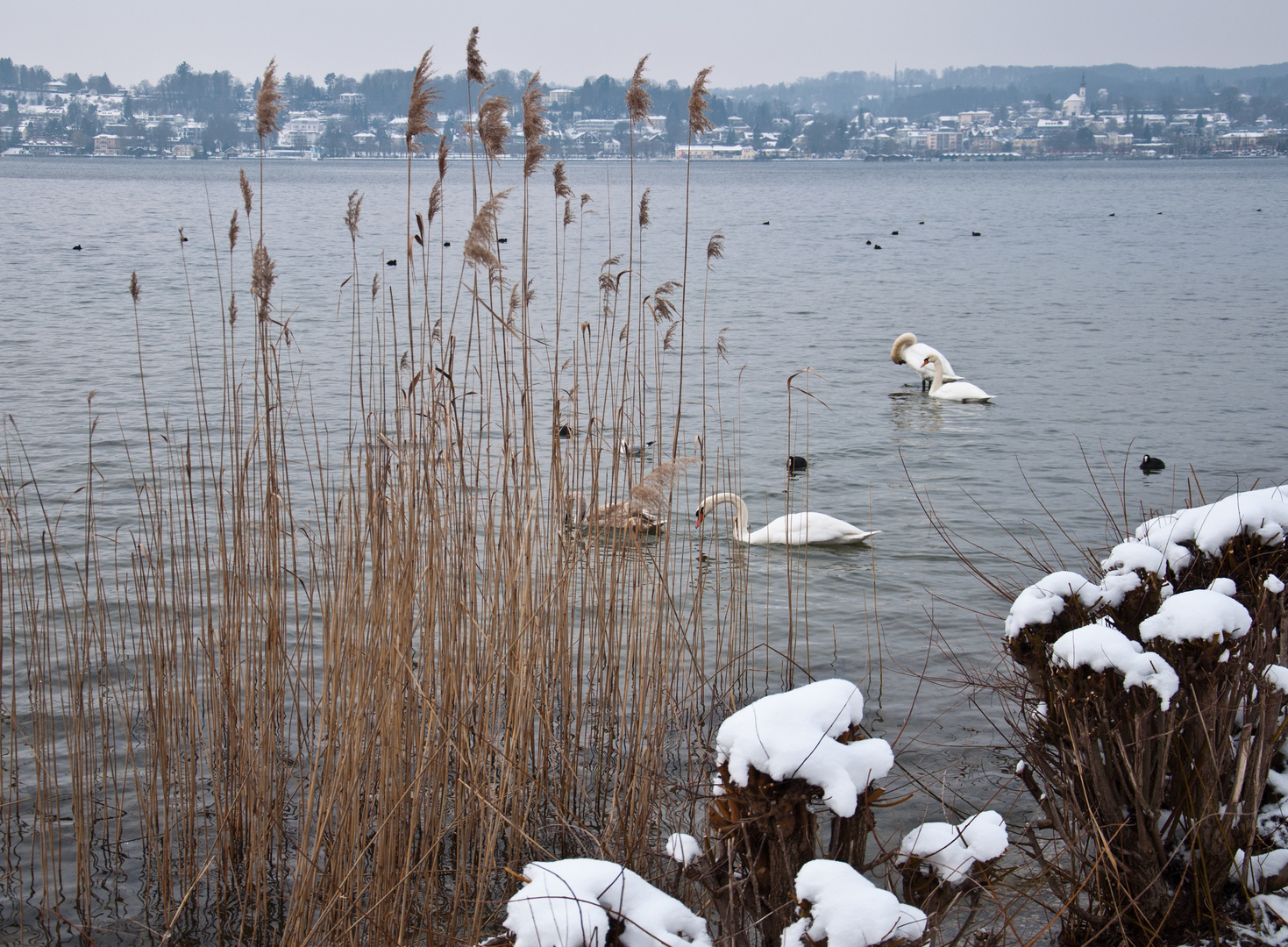 Winter am Starnberger See