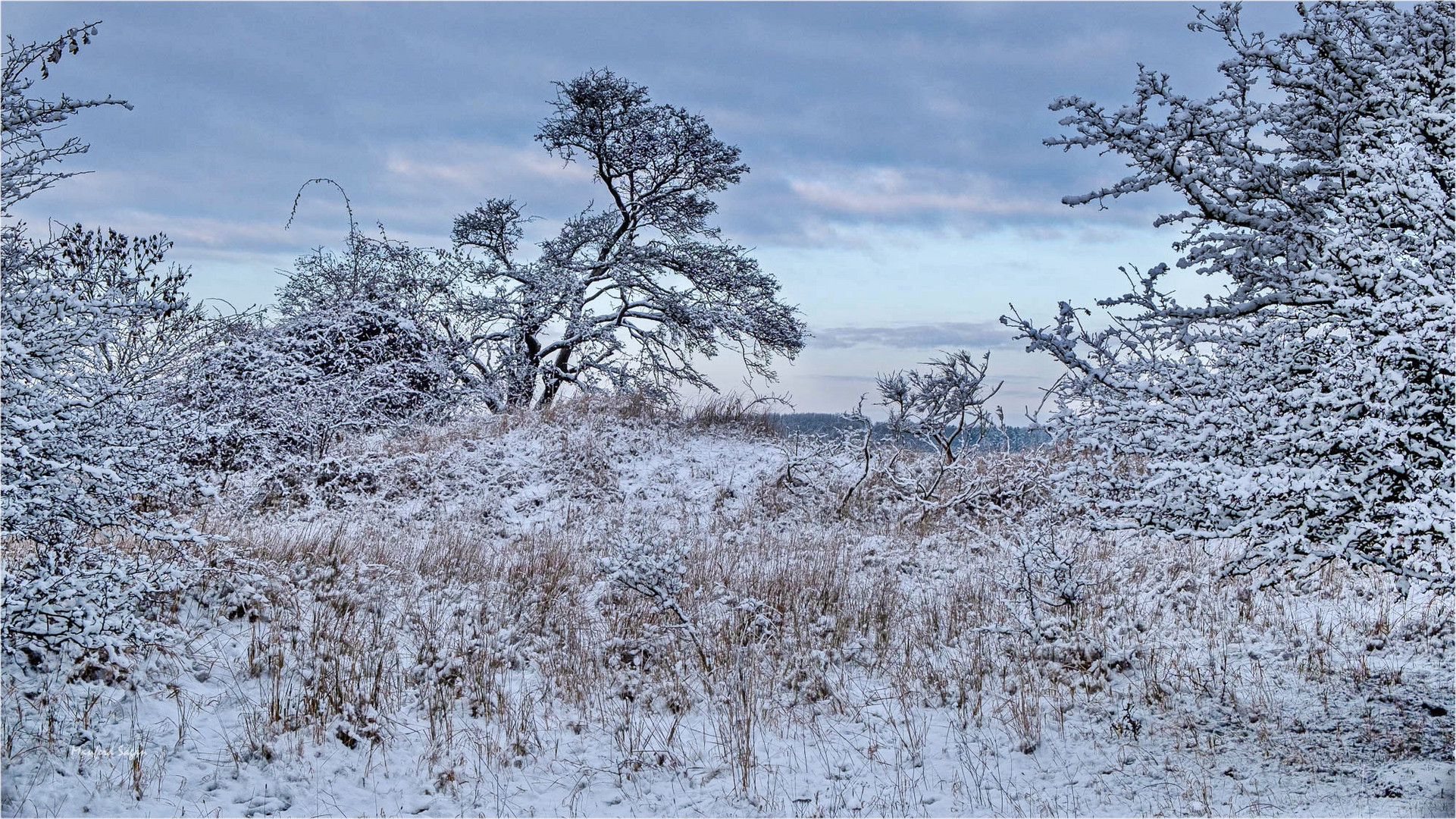 Winter am Strelasund... 