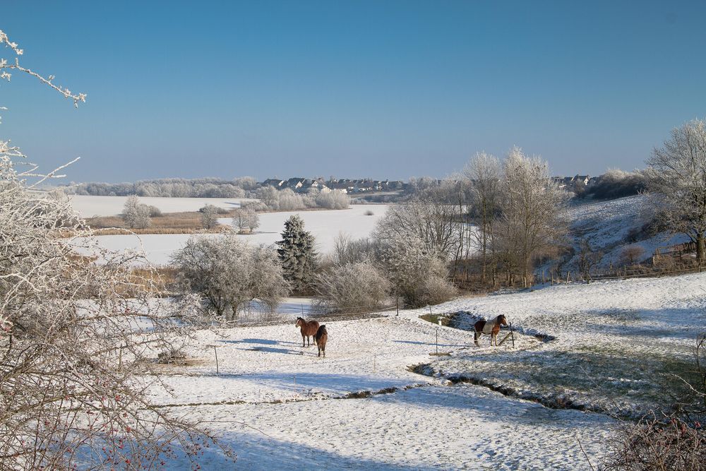 Winter am Struckteich