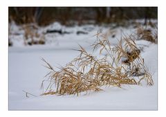 Winter am Tegeler Fliess.