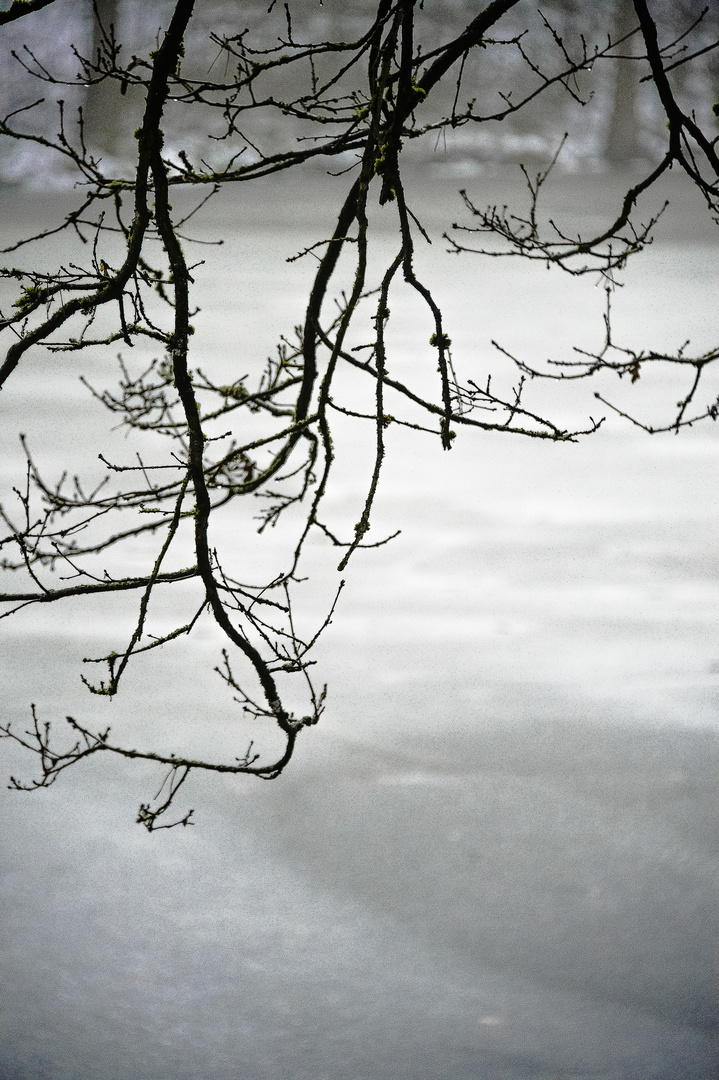 Winter am Teich (1)