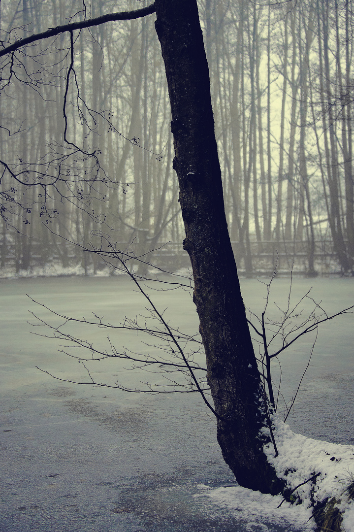 Winter am Teich (3)