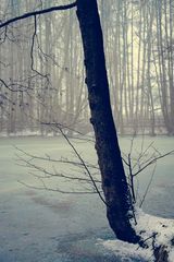 Winter am Teich (3)