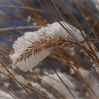 Winter am Teich