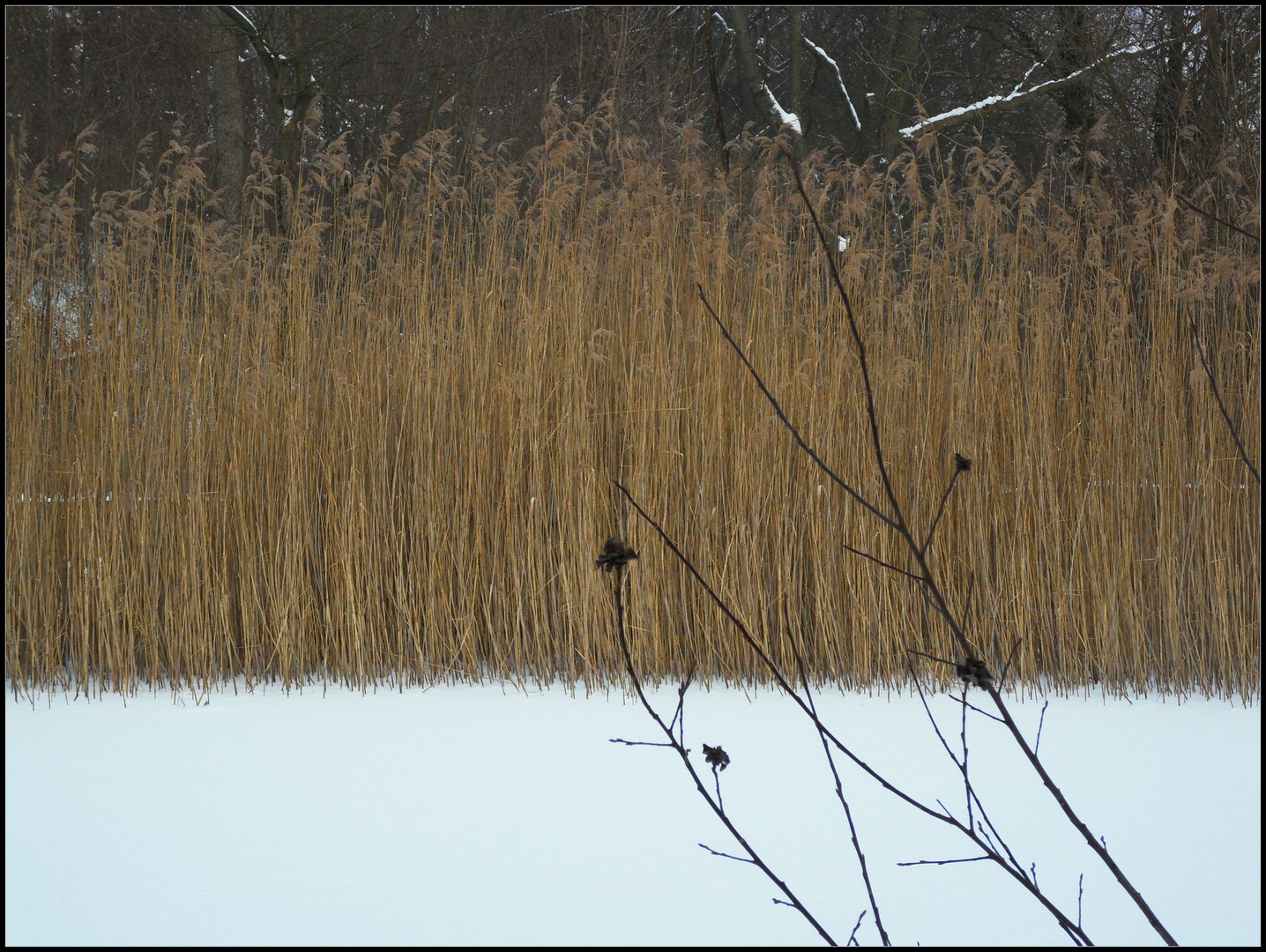 Winter am Teich