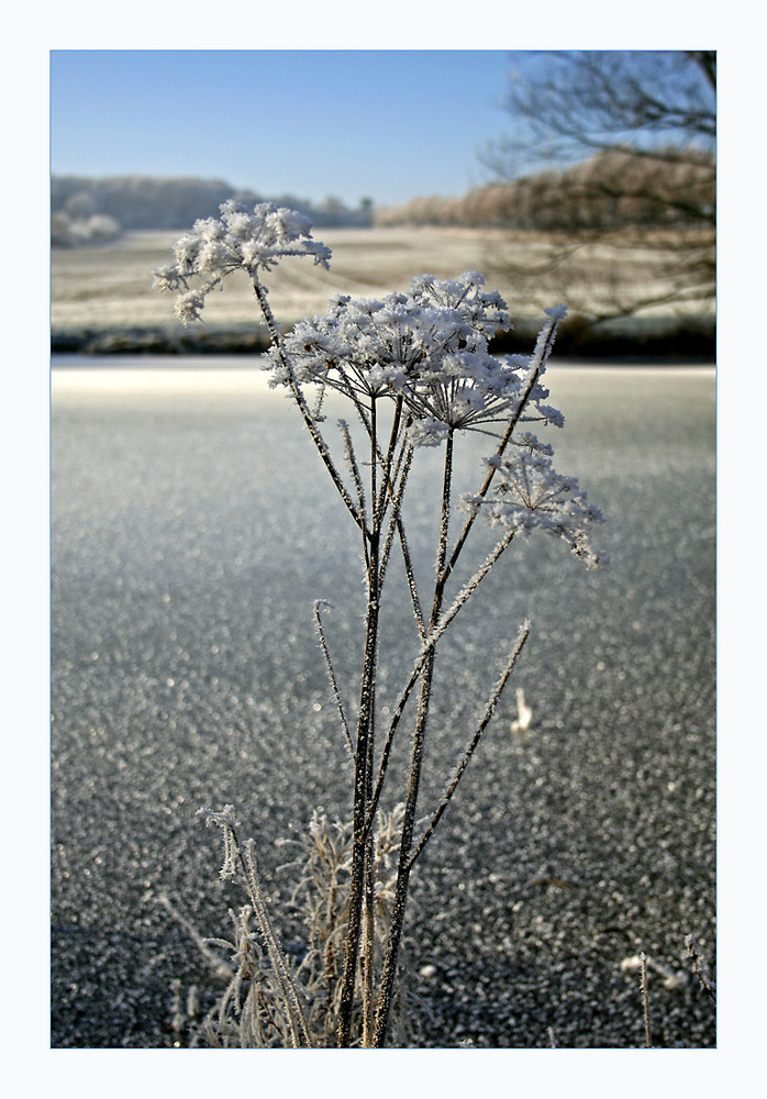 Winter am Teich