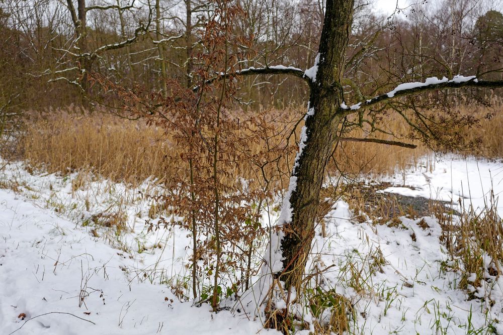 Winter am Teich Foto & Bild winter, schnee, schilf Bilder auf