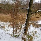 Winter am Teich