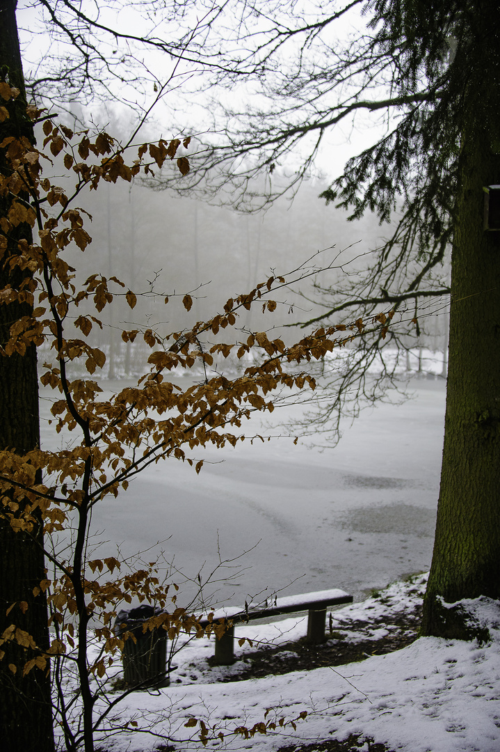 Winter am Teich