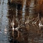 Winter am Teich