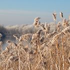 Winter am Teltowkanal