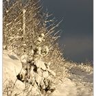 Winter am Tönsberg