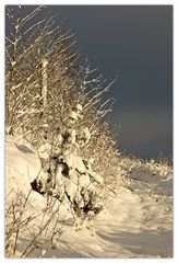 Winter am Tönsberg