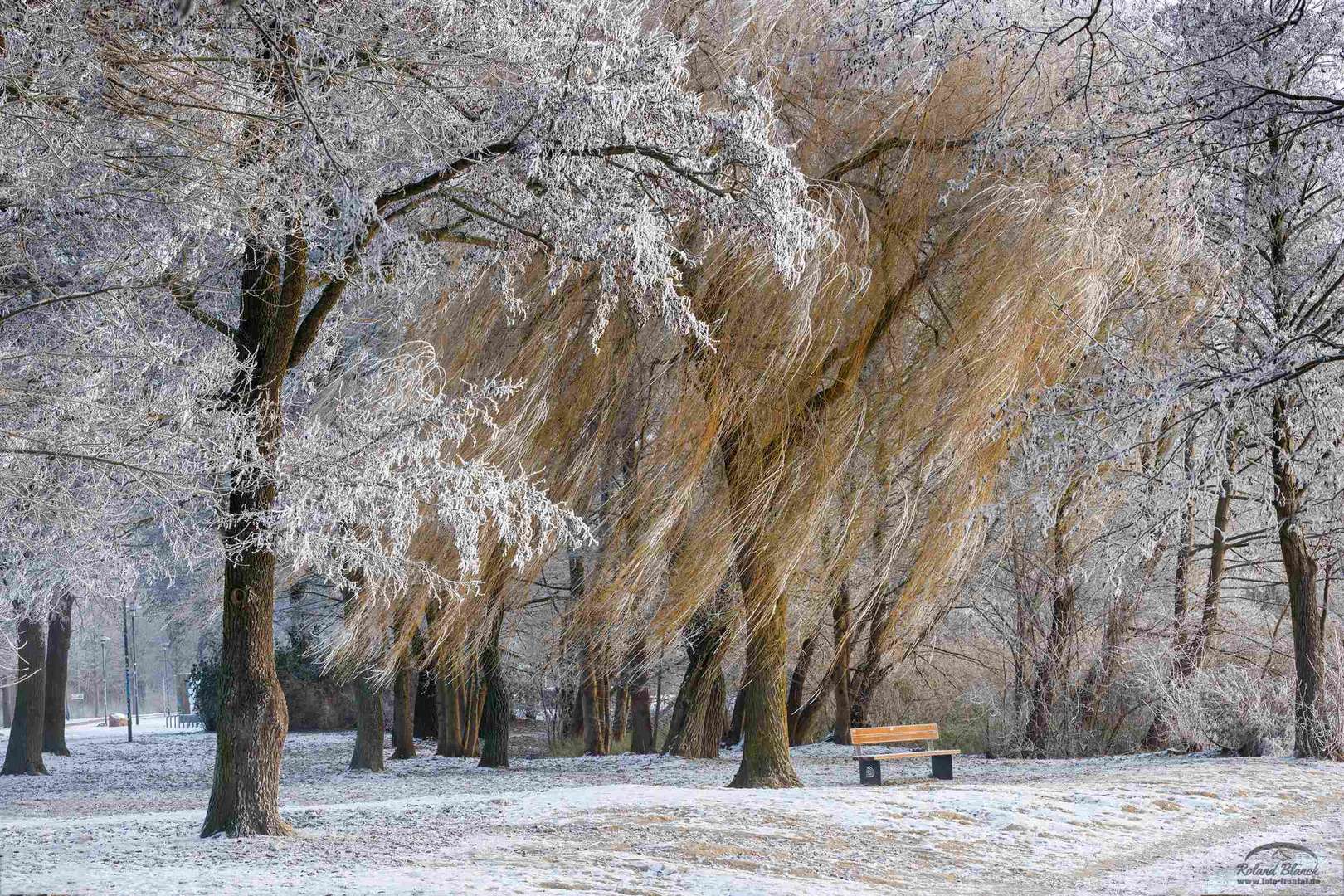 Winter am Tollensesee