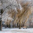 Winter am Tollensesee