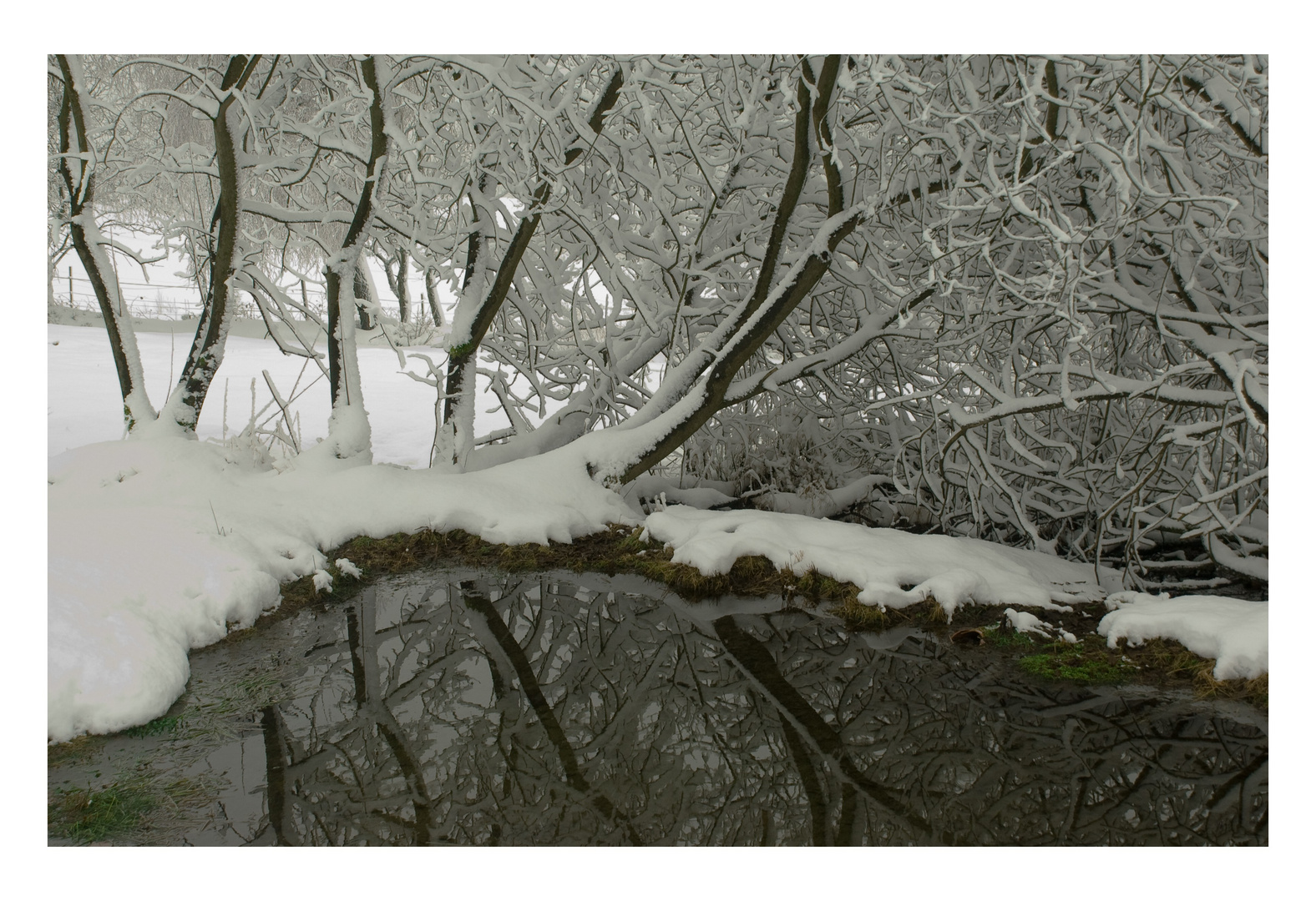 Winter am Tümpel