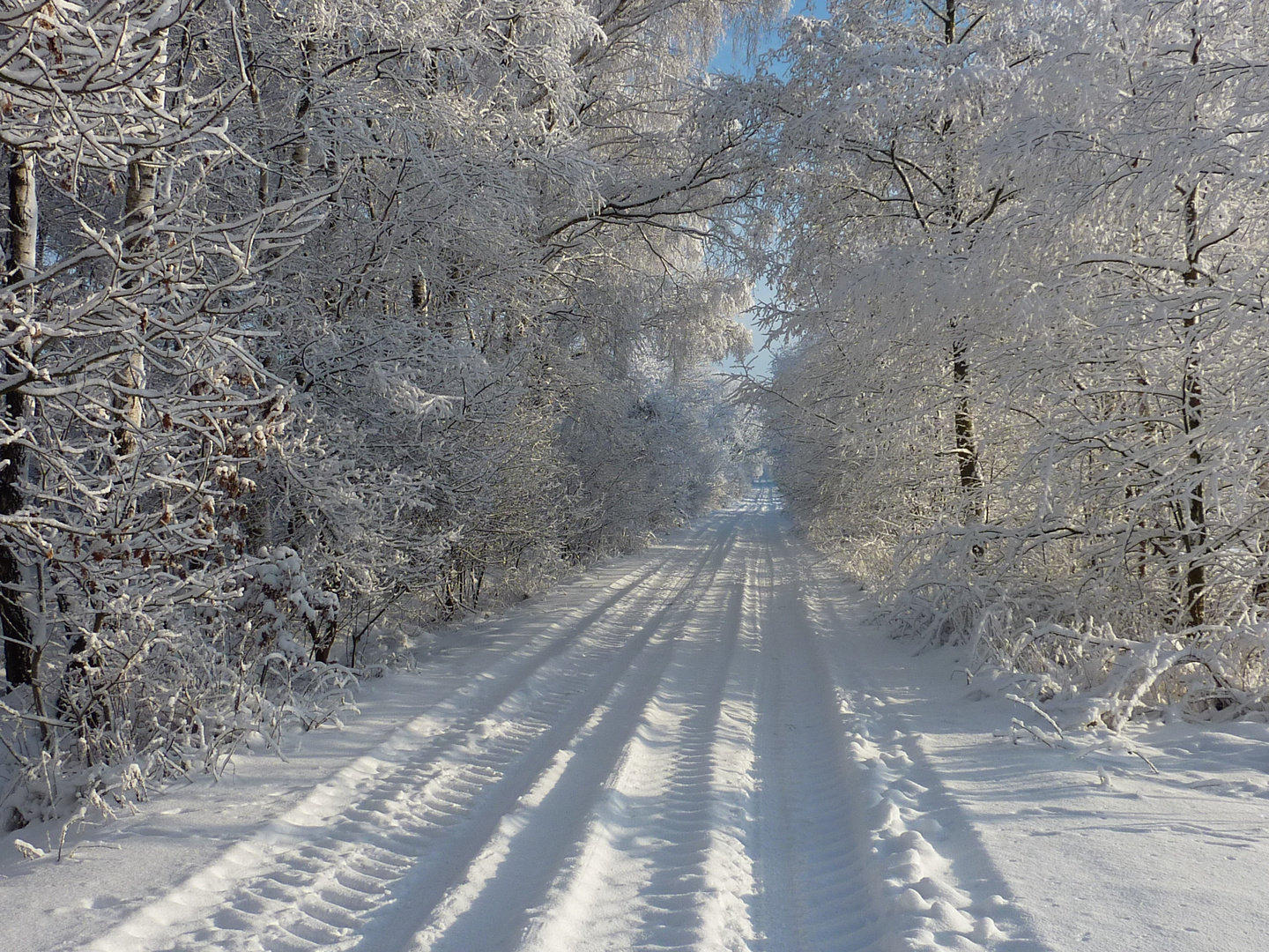 Winter am Waldau